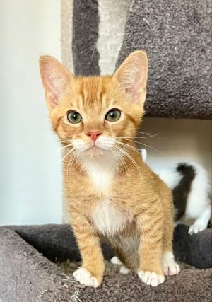 Kevin Tabby Cat