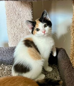 Khloe Calico Cat