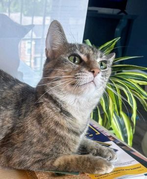 TT is a sweet former mama cat All of her babies are grown and shes ready for her furever home