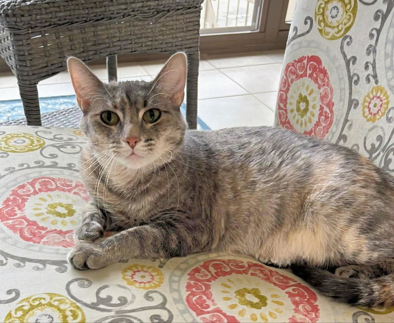 TT !!Sponsored Adoption Fee!!