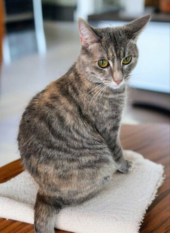 TT !!Sponsored Adoption Fee!!