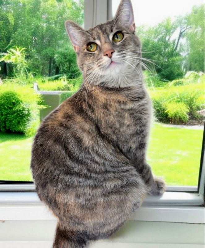 TT !!Sponsored Adoption Fee!!