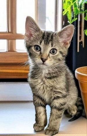 Meet Riley he came into rescue as a bottle baby and is a super sweet boy He enjoys getting attenti