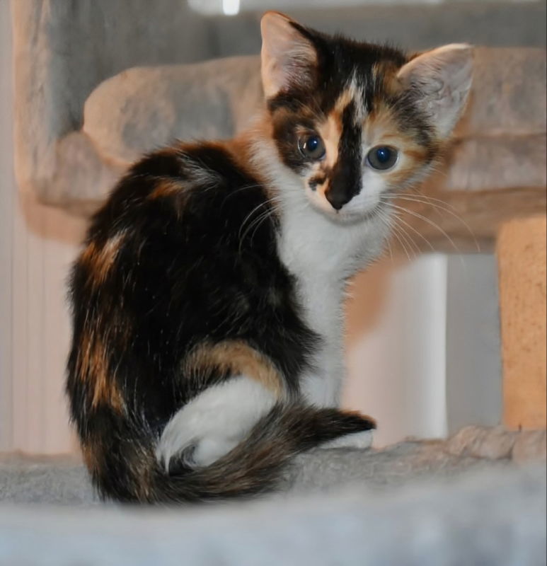 Nutmeg