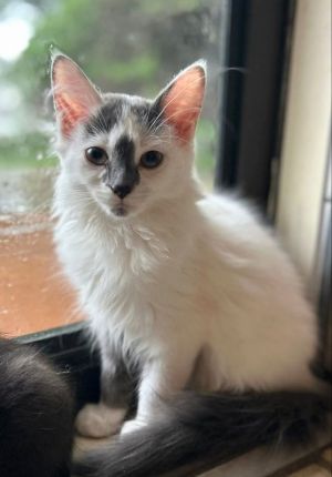 Meet Darwin Darwin is a stunning kitty with a big personality and an even bigger heart He came int