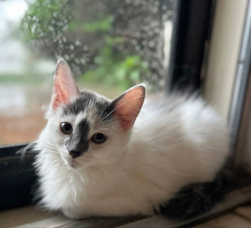 Darwin