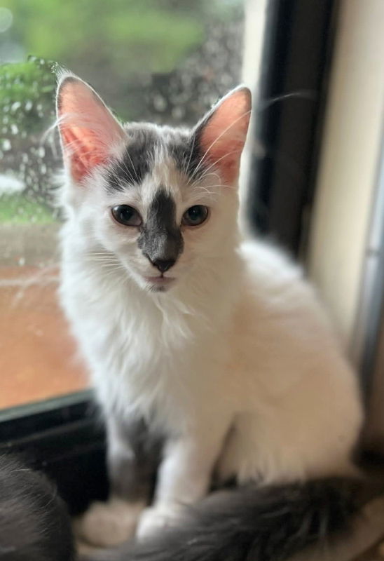 Darwin