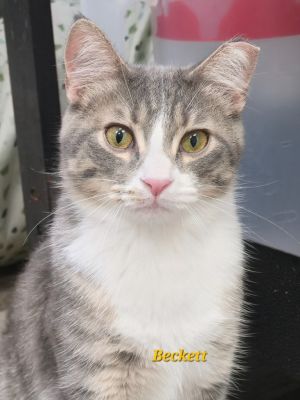 Bodhi, Young Male Domestic Short Hair