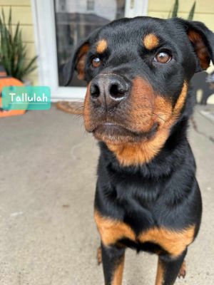 Tallulah, Young Female Rottweiler