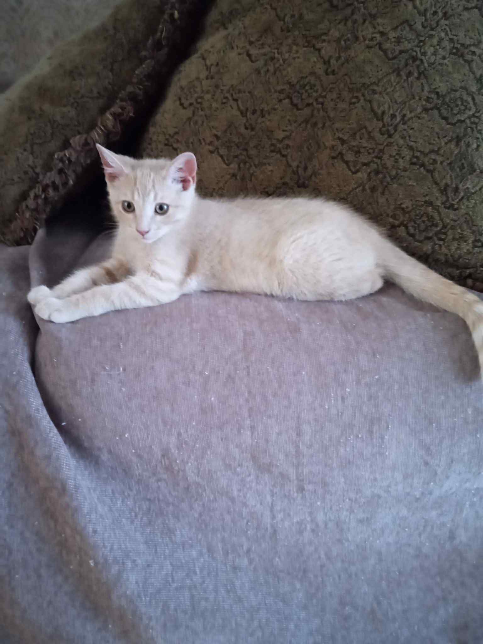 Watson