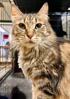 Stetson, Adult Male unknown