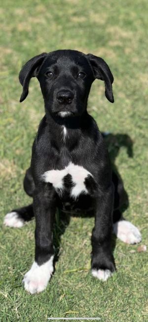 Espresso (aka Millie), Baby Female Anatolian Shepherd