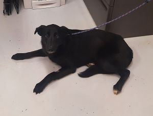 Beauty, Adult Female Border Collie
