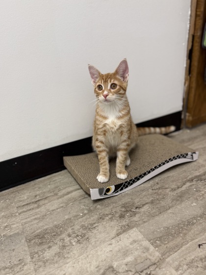 Dragonfly, an adoptable Domestic Short Hair in Fergus Falls, MN, 56537 | Photo Image 1