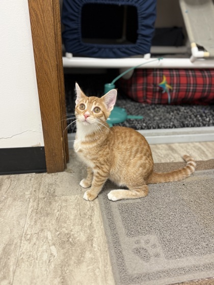 Dragonfly, an adoptable Domestic Short Hair in Fergus Falls, MN, 56537 | Photo Image 2