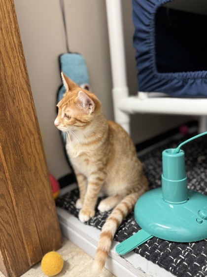 Dragonfly, an adoptable Domestic Short Hair in Fergus Falls, MN, 56537 | Photo Image 3