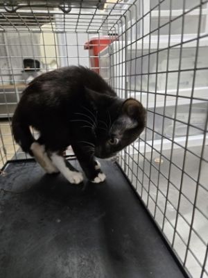 Iris, Adult Female Domestic Short Hair