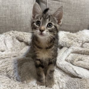 Stout, Baby Male Domestic Short Hair