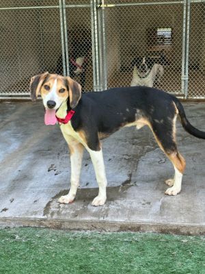 Sheldon, Young Male Foxhound