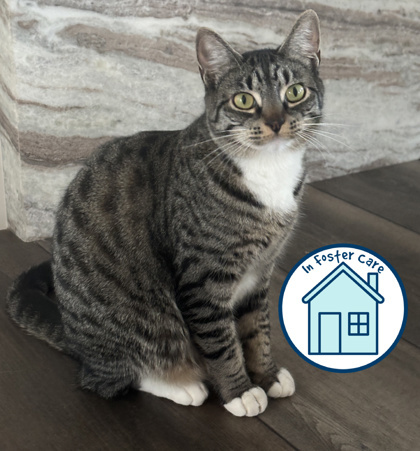 Phoebe, an adoptable Domestic Short Hair in Walla Walla, WA, 99362 | Photo Image 1