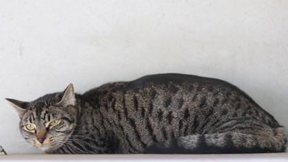 Phoebe, an adoptable Domestic Short Hair in Walla Walla, WA, 99362 | Photo Image 2