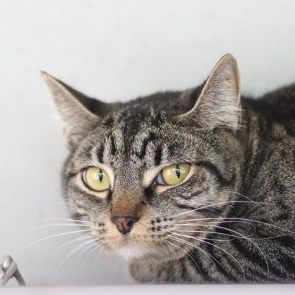 Phoebe, an adoptable Domestic Short Hair in Walla Walla, WA, 99362 | Photo Image 3