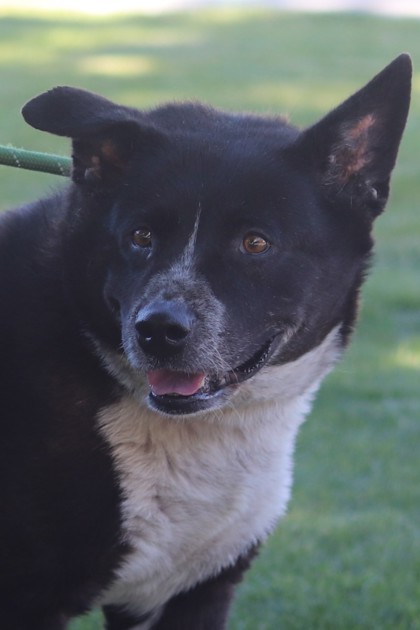 Roxie