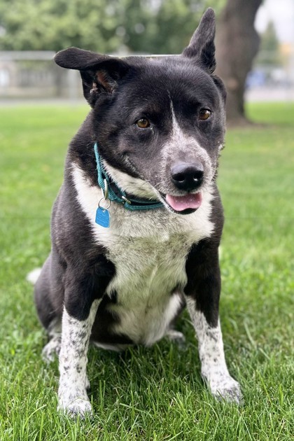 Roxie, an adoptable Mixed Breed in Walla Walla, WA, 99362 | Photo Image 1