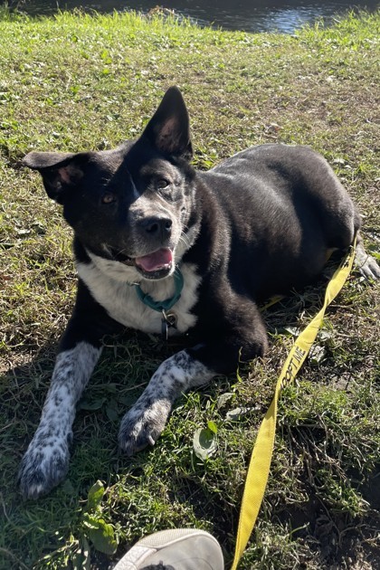 Roxie, an adoptable Mixed Breed in Walla Walla, WA, 99362 | Photo Image 2