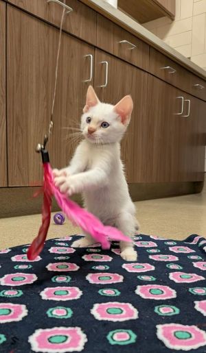 Jackson Domestic Short Hair Cat