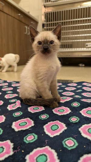 Tito Domestic Short Hair Cat
