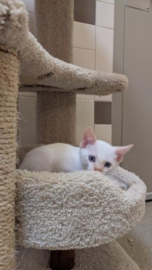 If you are interested in adopting from SAS please contact 8304012335 to schedule an adoption appoint