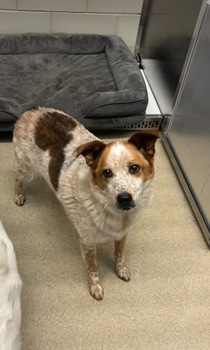 Sadie Australian Cattle Dog / Blue Heeler Dog