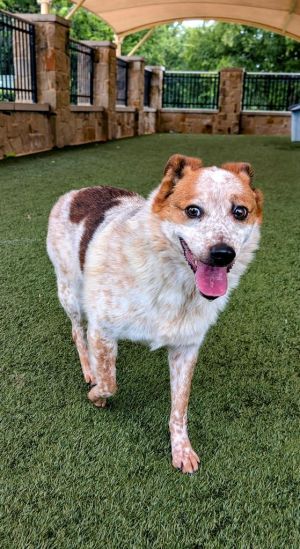 If you are interested in adopting from SAS please contact 8304012335 to schedule an adoption appoint
