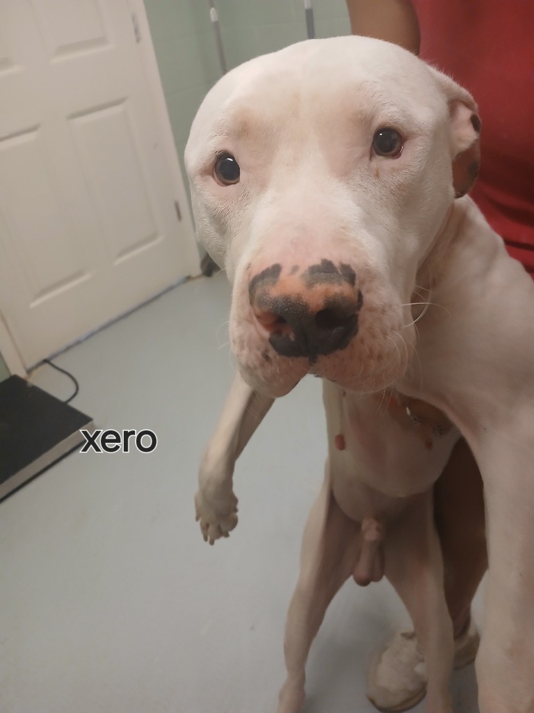 Xero HOARD