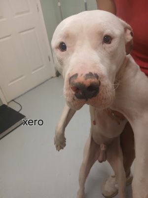 Xero HOARD, Young Male Mixed Breed