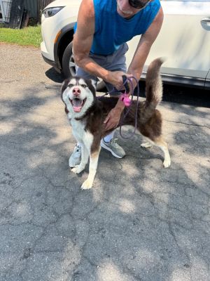 Blue (The Husky) Husky Dog