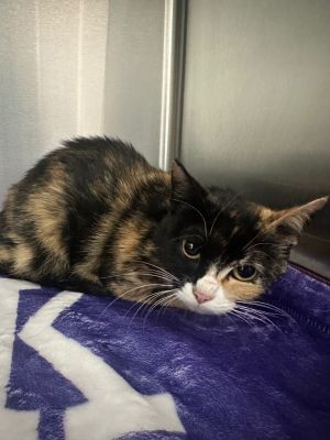 Mosaic, Adult Female Domestic Short Hair