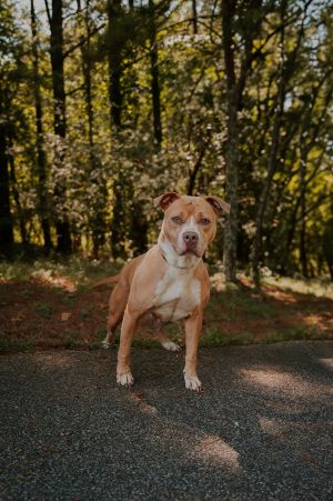 25-07-1888 Nyla, Adult Female Pit Bull Terrier