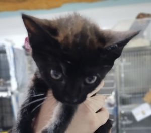25-06-1818d Hikaru, Adult Male Domestic Short Hair