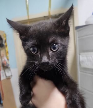 25-06-1818e Beverly, Adult Female Domestic Short Hair