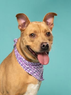 Dahlia Pit Bull Terrier Dog
