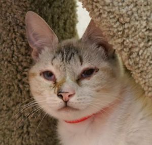 Cloud, Young Female Siamese