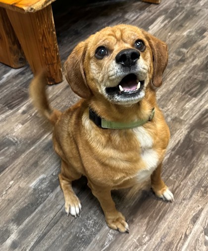 Ozzie, an adoptable Beagle, Shar-Pei in Willmar, MN, 56201 | Photo Image 1