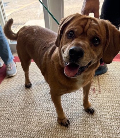 Ozzie, an adoptable Beagle, Shar-Pei in Willmar, MN, 56201 | Photo Image 3