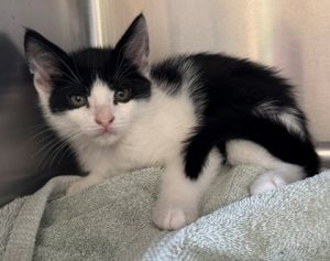 Suri, Baby Male Domestic Short Hair
