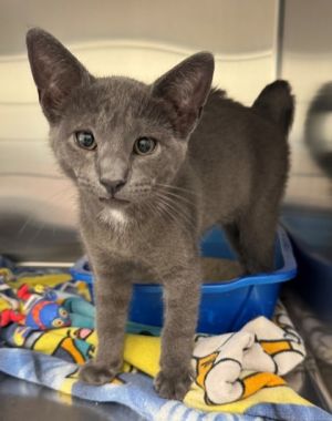 Shredward Scissorpaws, Baby Male Domestic Short Hair