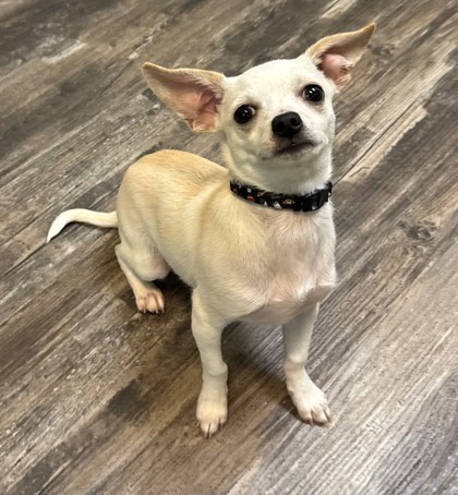 Staten, an adoptable Chihuahua, Mixed Breed in Willmar, MN, 56201 | Photo Image 1