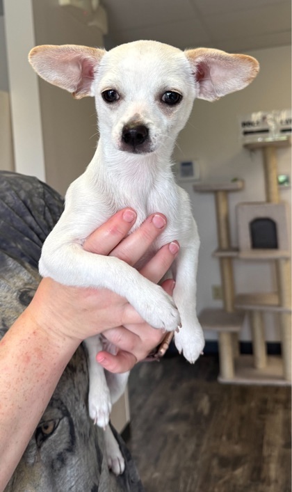 Staten, an adoptable Chihuahua, Mixed Breed in Willmar, MN, 56201 | Photo Image 2