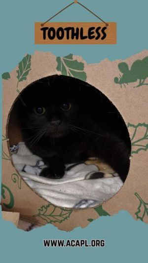 Toothless, Young Female unknown